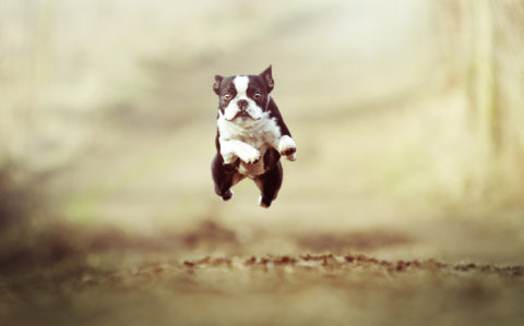 beautiful and fun Boston Terrier dog puppy running and jump